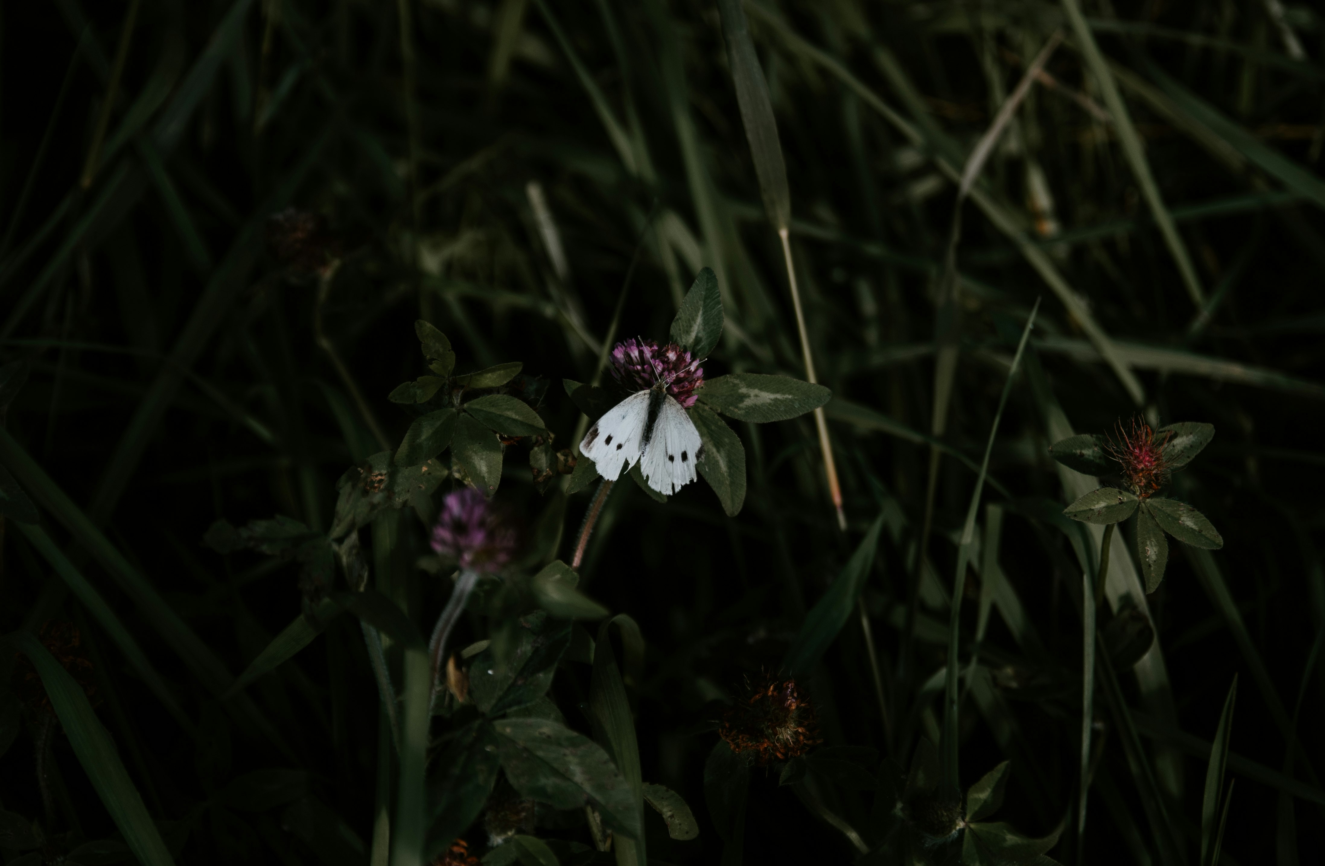 white butterfly on flowers